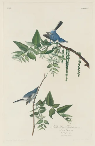 Blue-grey Flycatcher by Robert Havell, Jr.; John James Audubon, print, 1830