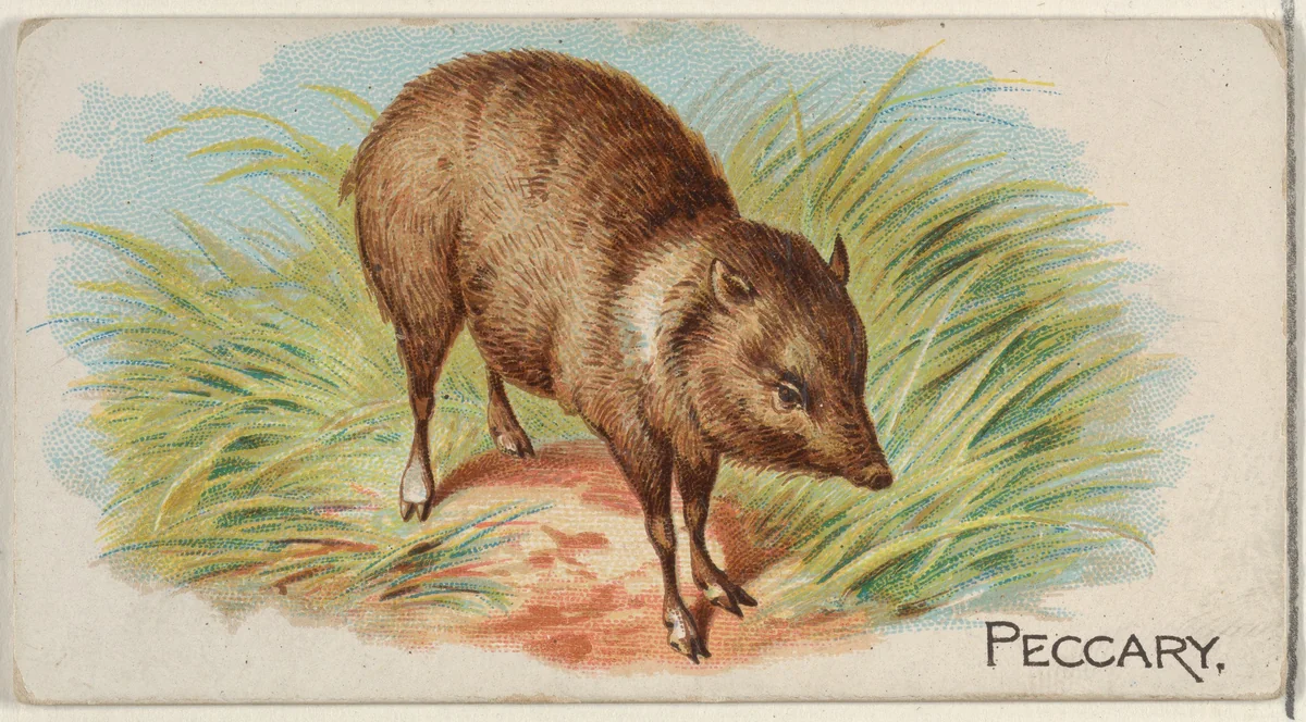 Peccary, from the Quadrupeds series (N21) for Allen & Ginter Cigarettes by Allen & Ginter, print, 1890