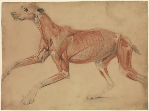 A full size écorché study of a hound by Charles Landseer, drawing, 1821