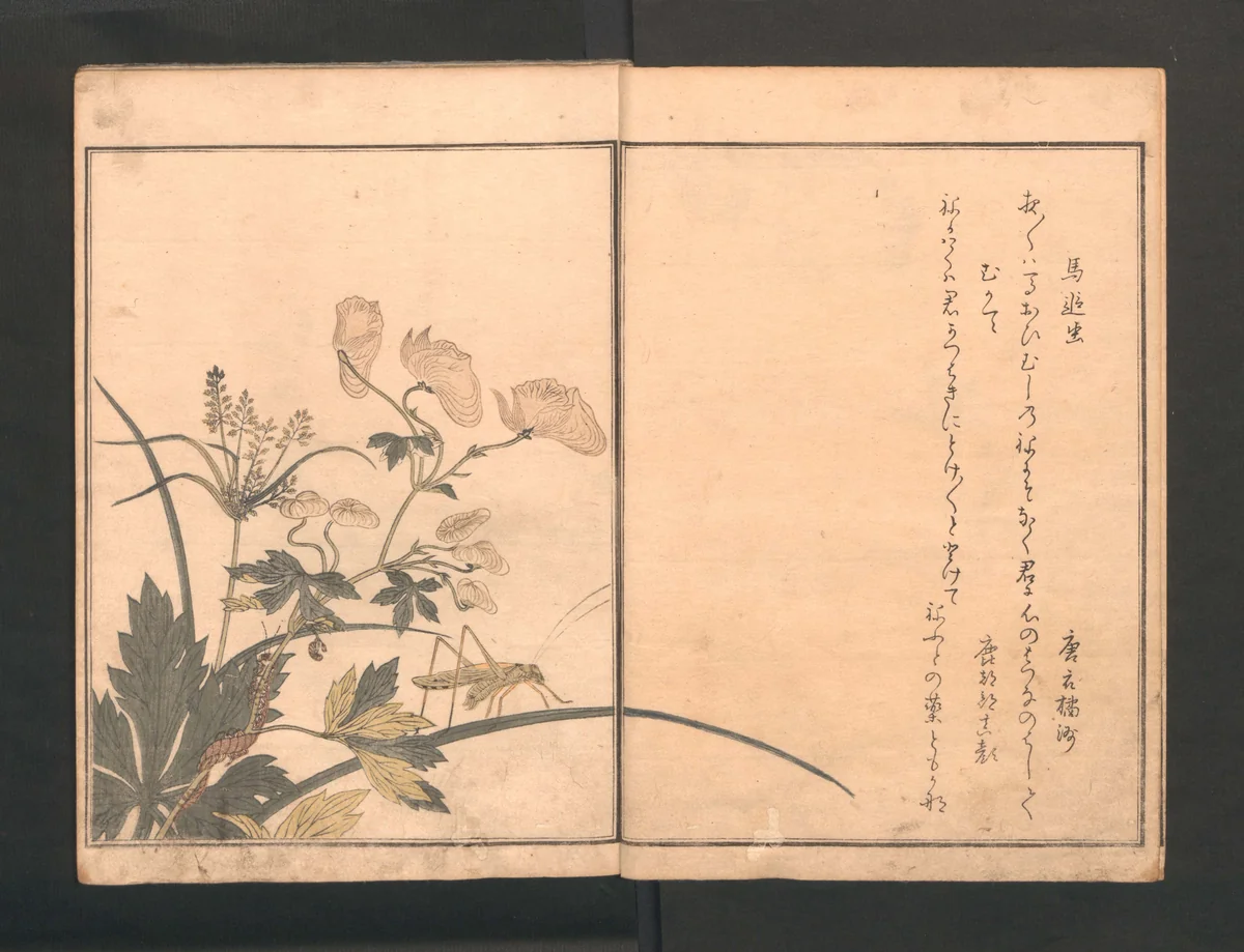 Picture Book of Crawling Creatures (The Insect Book) (Ehon mushi erami) 画本虫撰 by Kitagawa Utamaro (喜多川歌麿), book, 1823