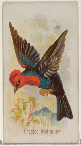Crested Malimbus, from the Song Birds of the World series (N23) for Allen & Ginter Cigarettes by Allen & Ginter, print, 1890