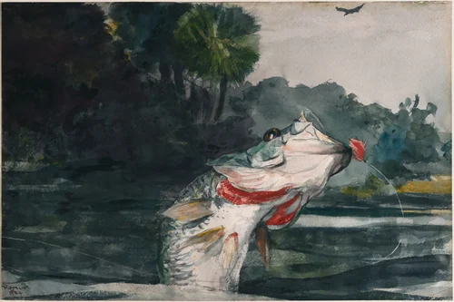 Life-Size Black Bass by Winslow Homer, print, 1904