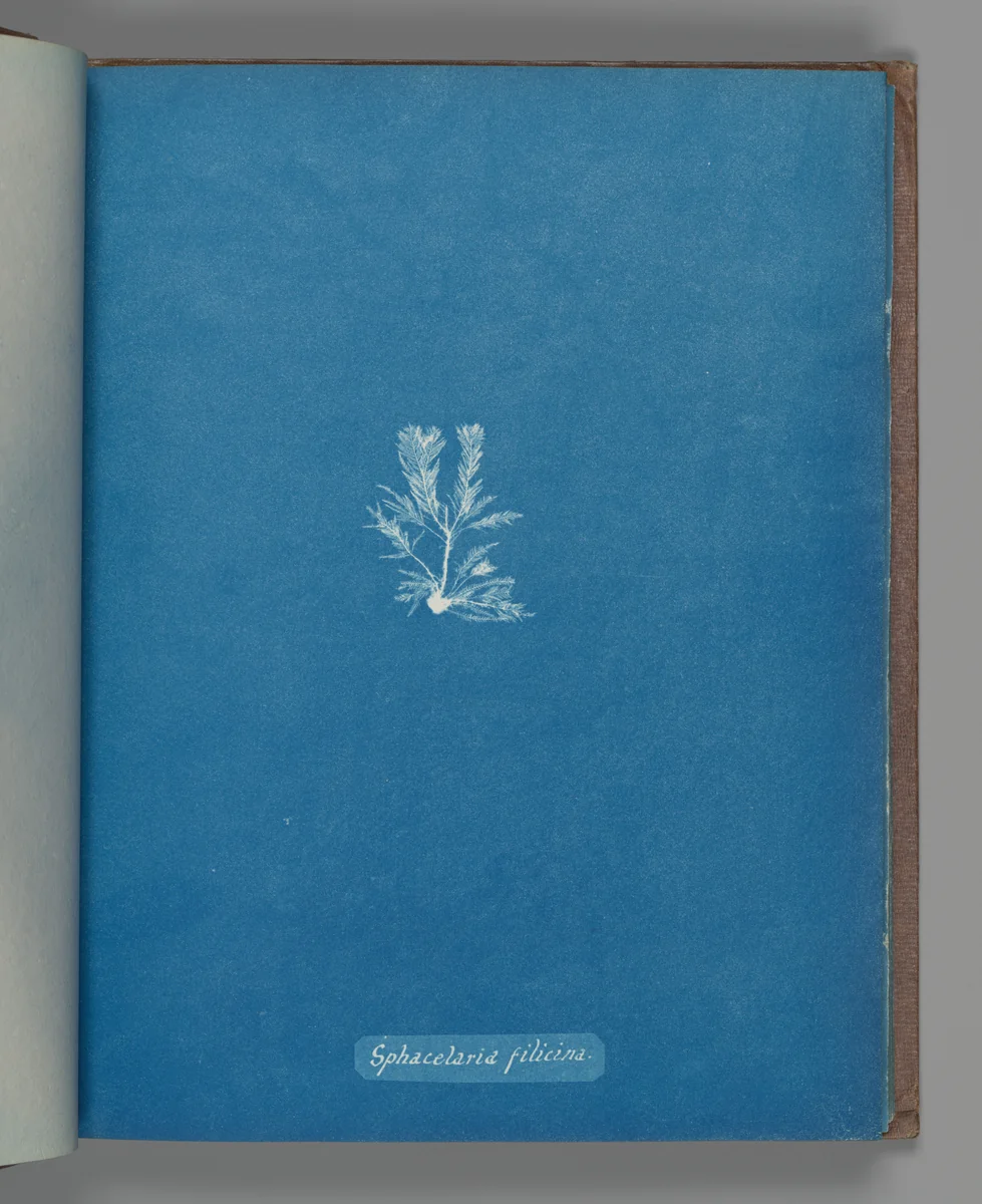Sphacelaria filicina by Anna Atkins, photograph, 1851-1855