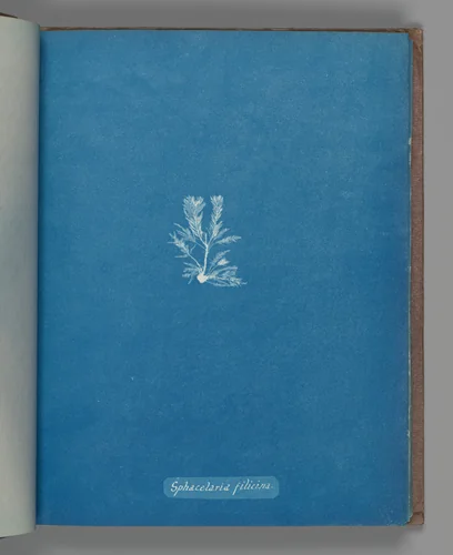 Sphacelaria filicina by Anna Atkins, photograph, 1851-1855