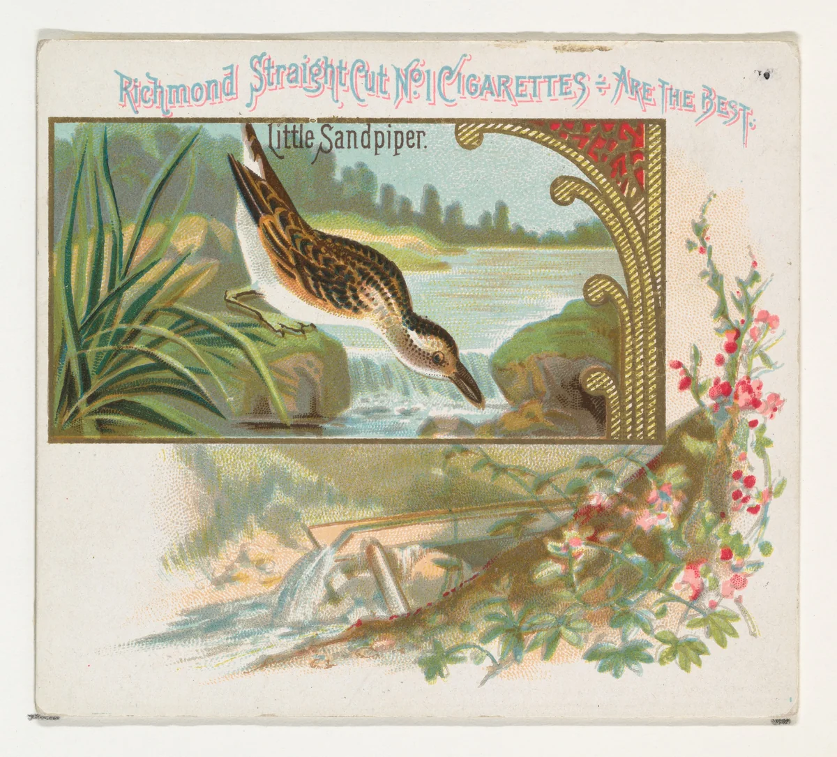 Little Sandpiper, from the Game Birds series (N40) for Allen & Ginter Cigarettes by Allen & Ginter, print, 1888-1890
