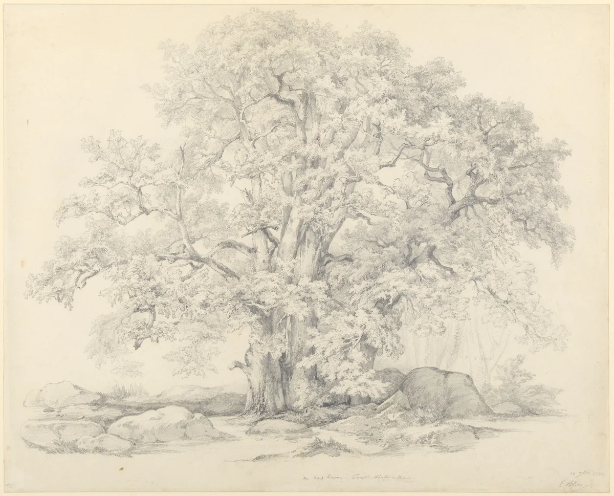 Tree and Rocks in the Forest of Fontainebleau by Eugène Bléry, drawing, 1834