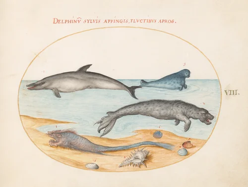 Plate 8: A Dolphin, Two Seals, a Brethmechin, and Shells by Joris Hoefnagel, drawing, 1570-1599