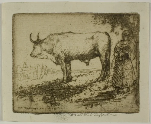 The White Ox by Donald Shaw MacLaughlan, print, 1905