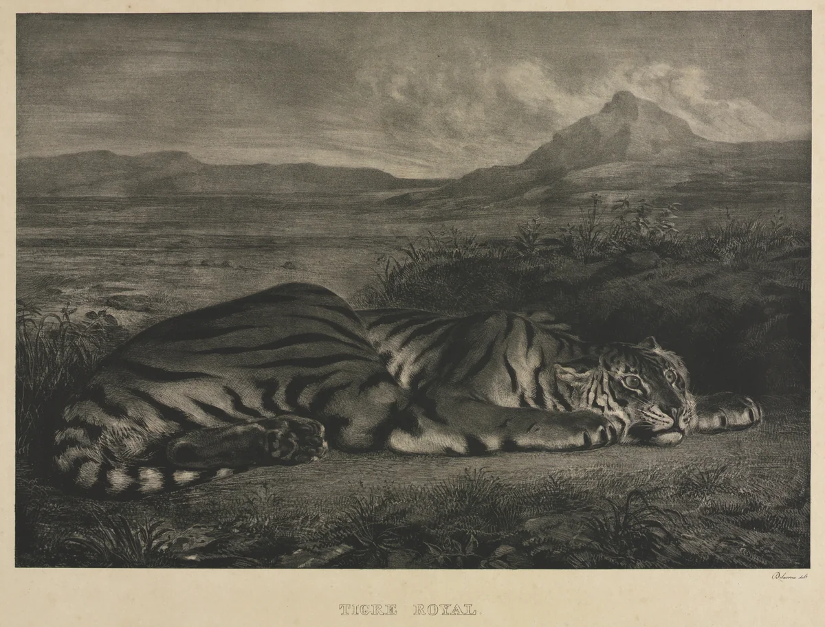 Tigre Royal by Eugène Delacroix, print, 1829