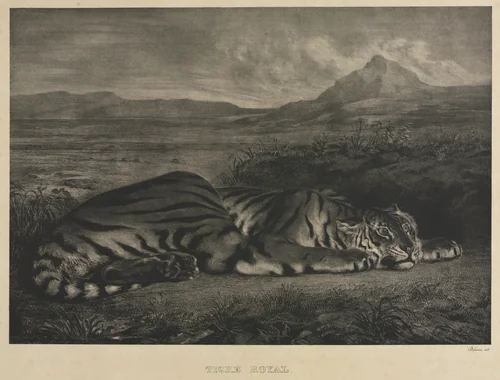 Tigre Royal by Eugène Delacroix, print, 1829