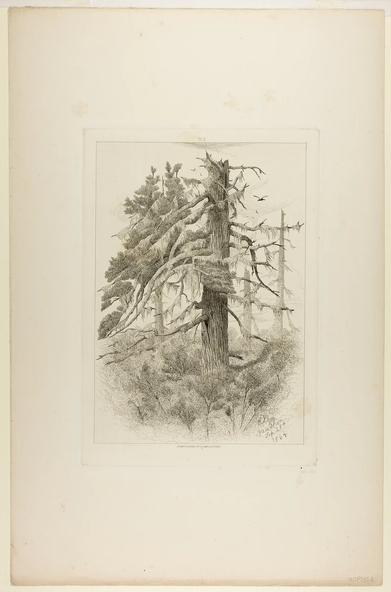 Old Trees at Naushon Island by Robert Swain Gifford, print, 1864