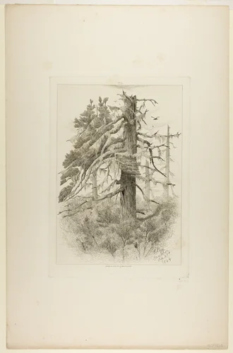 Old Trees at Naushon Island by Robert Swain Gifford, print, 1864