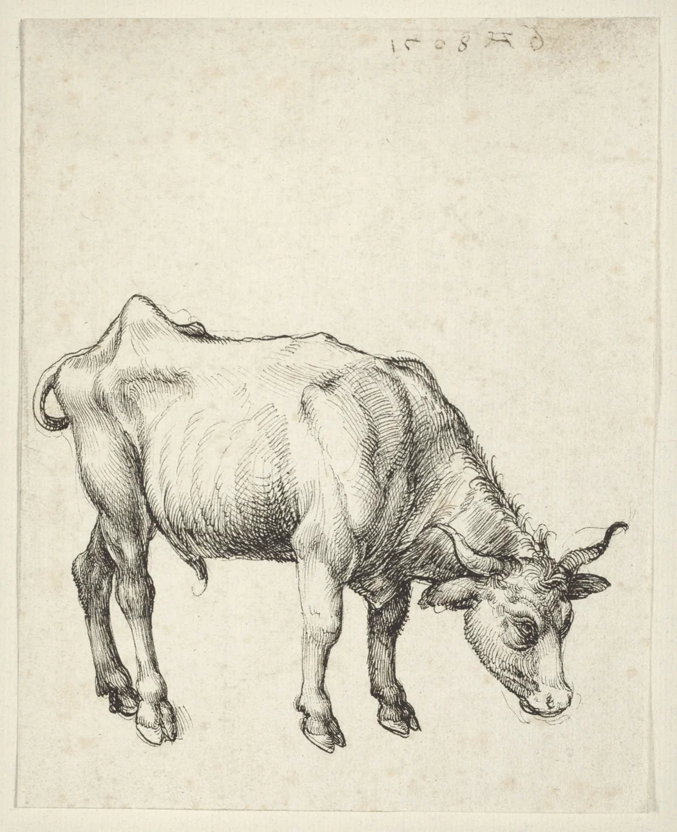 Young Bull by Albrecht Dürer, drawing, 1508