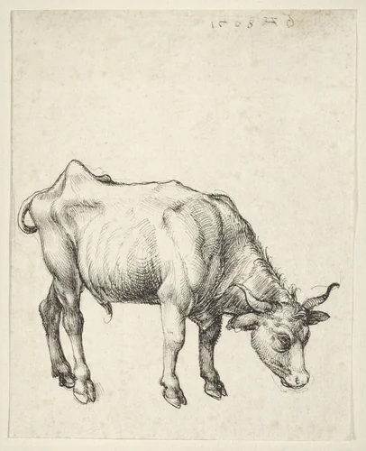 Young Bull by Albrecht Dürer, drawing, 1508