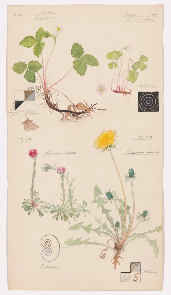 Fragaria vesca (Woodland Strawberry), Oxalis acetosella (European Wood Sorrel), Antennaria dioica (Catsfoot), Taraxacum officinale (Common Dandelion). Sheet 9 from the portfolio Nature Studies by Hilma af Klint, drawing, 1919