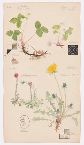 Fragaria vesca (Woodland Strawberry), Oxalis acetosella (European Wood Sorrel), Antennaria dioica (Catsfoot), Taraxacum officinale (Common Dandelion). Sheet 9 from the portfolio Nature Studies by Hilma af Klint, drawing, 1919