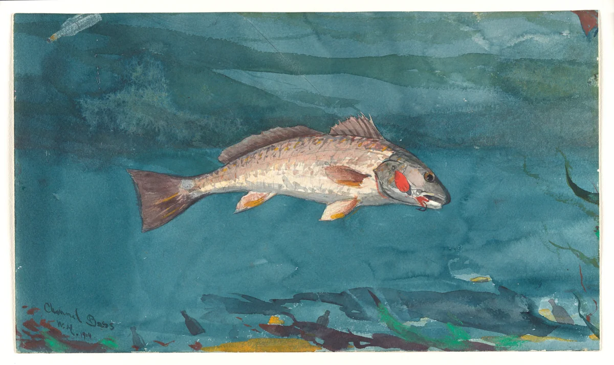 Channel Bass by Winslow Homer, artwork, 1904