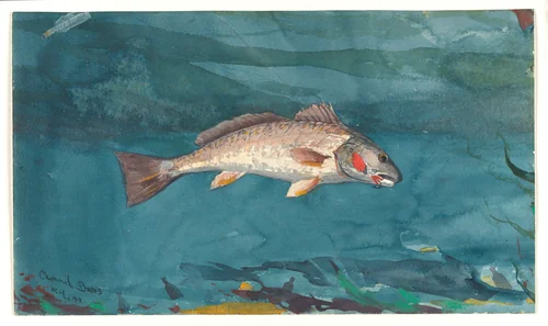 Channel Bass by Winslow Homer, artwork, 1904
