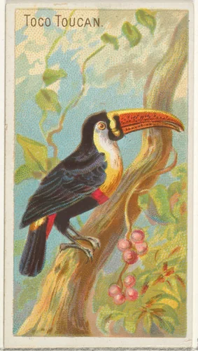 Toco Toucan, from the Birds of the Tropics series (N5) for Allen & Ginter Cigarettes Brands by Allen & Ginter, print, 1889
