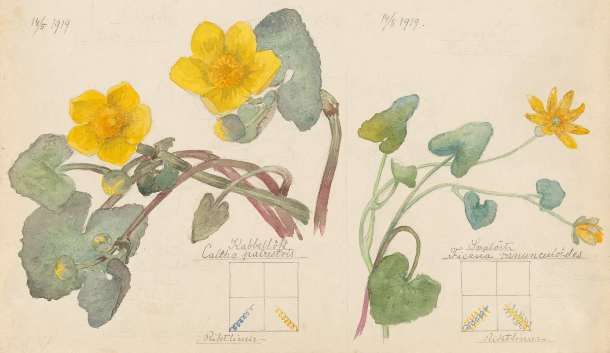 Luzula campestris (Field Woodrush), Viola hirta (Hairy Violet), Viola odorata (Sweet Violet), Chrysosplenium alternifolium (Alternate-Leaf Golden Saxifrage), Equisetum arvense (Field Horsetail), Caltha palustris (Marsh Marigold), Ranunculus ficaria (Fig Buttercup), Carex sp. (Sedge). Sheet 4 from the portfolio Nature Studies by Hilma af Klint, drawing, 1919