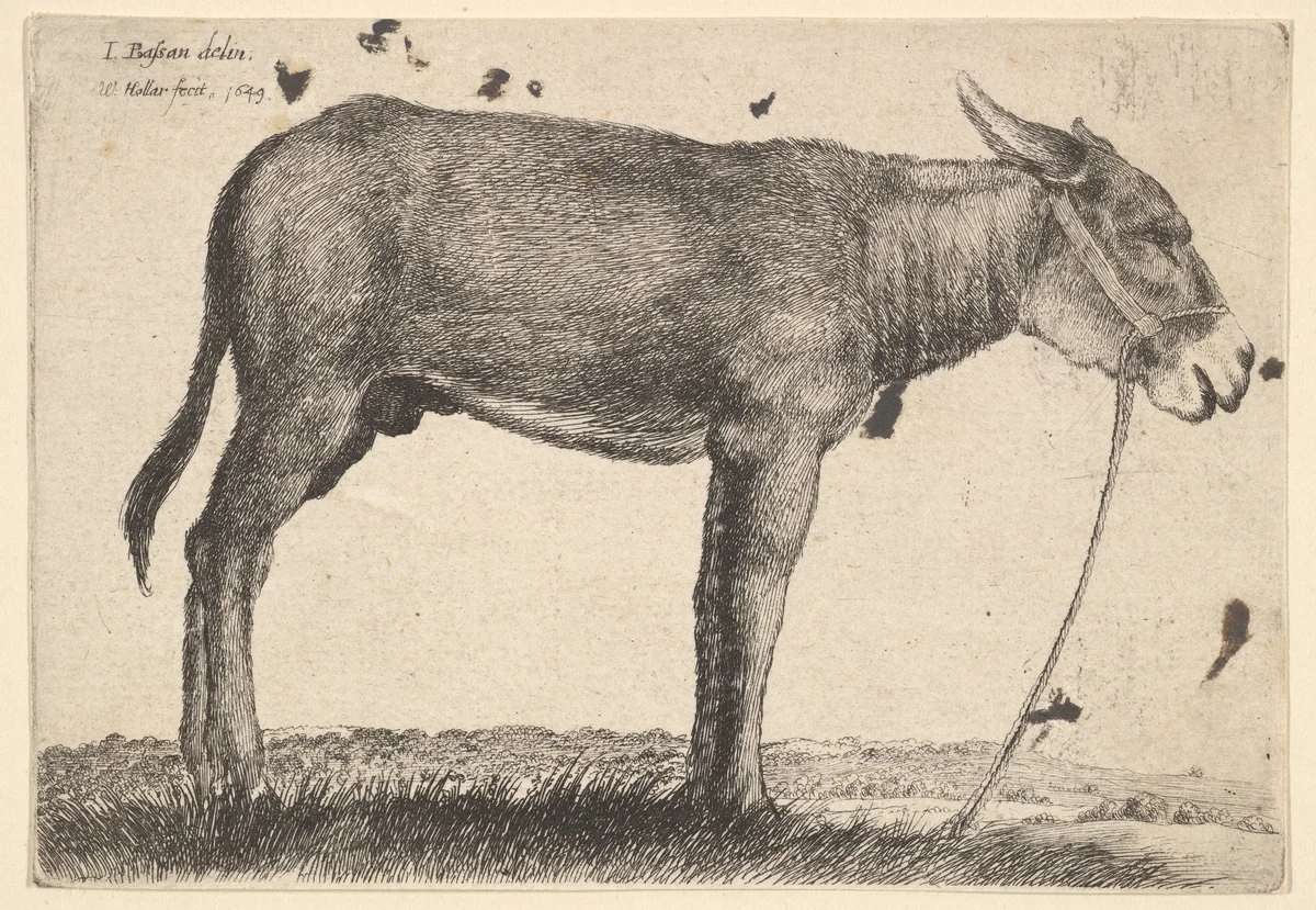 Donkey by Wenceslaus Hollar, print, 1649
