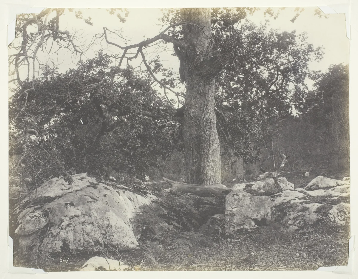 Forest and Rocks, Fontainebleau by Achille Quinet, photograph, 1860-1869