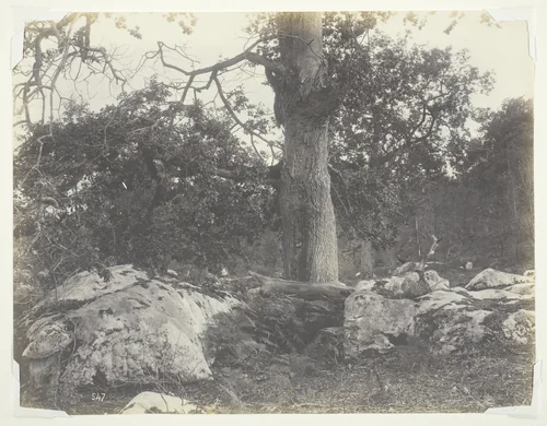 Forest and Rocks, Fontainebleau by Achille Quinet, photograph, 1860-1869