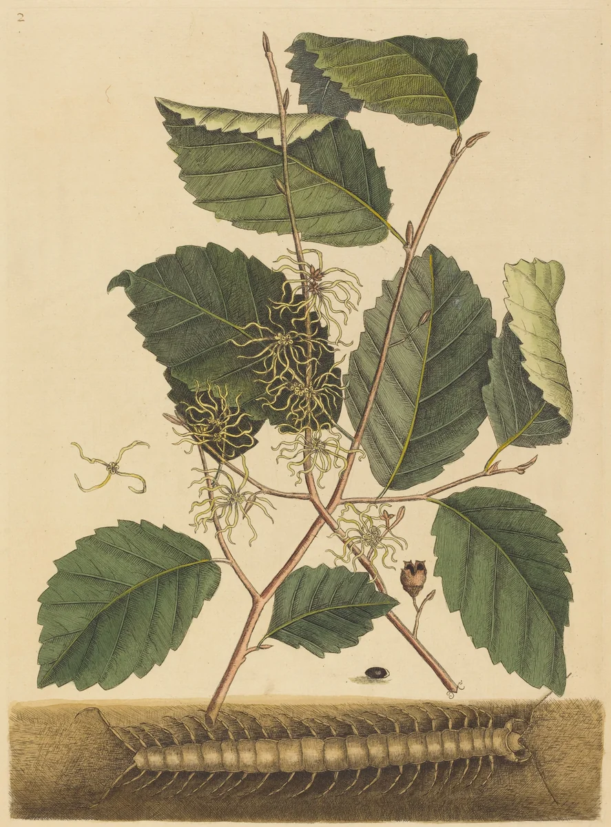 Centipede (Scolopendra morsitans) by Mark Catesby, print, 1731-1743