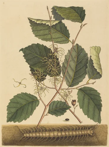 Centipede (Scolopendra morsitans) by Mark Catesby, print, 1731-1743