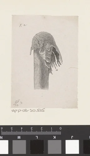 Menselijk bot met een afwijking by Isaac Weissenbruch, print, 1836-1912