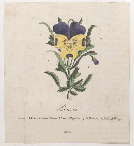 Pansy with hidden silhouettes by anonymous, print, 1814-1824