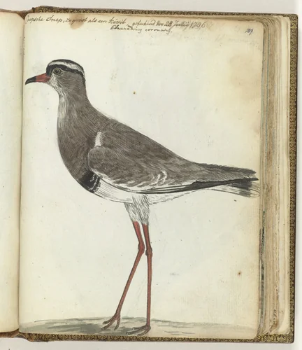 Kaapse snep by Jan Brandes, drawing, 1786