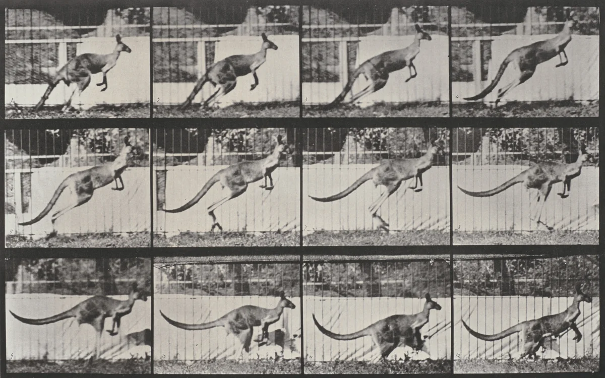 Plate Number 752. Kangaroo jumping by Eadweard Muybridge, photograph, 1887