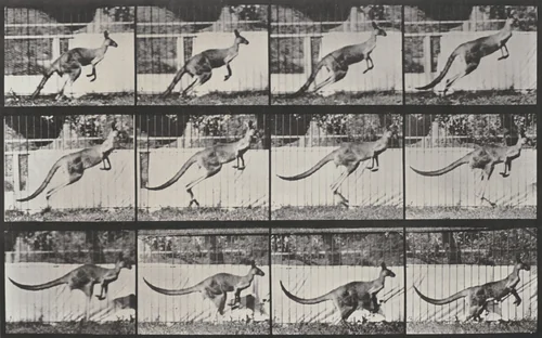 Plate Number 752. Kangaroo jumping by Eadweard Muybridge, photograph, 1887