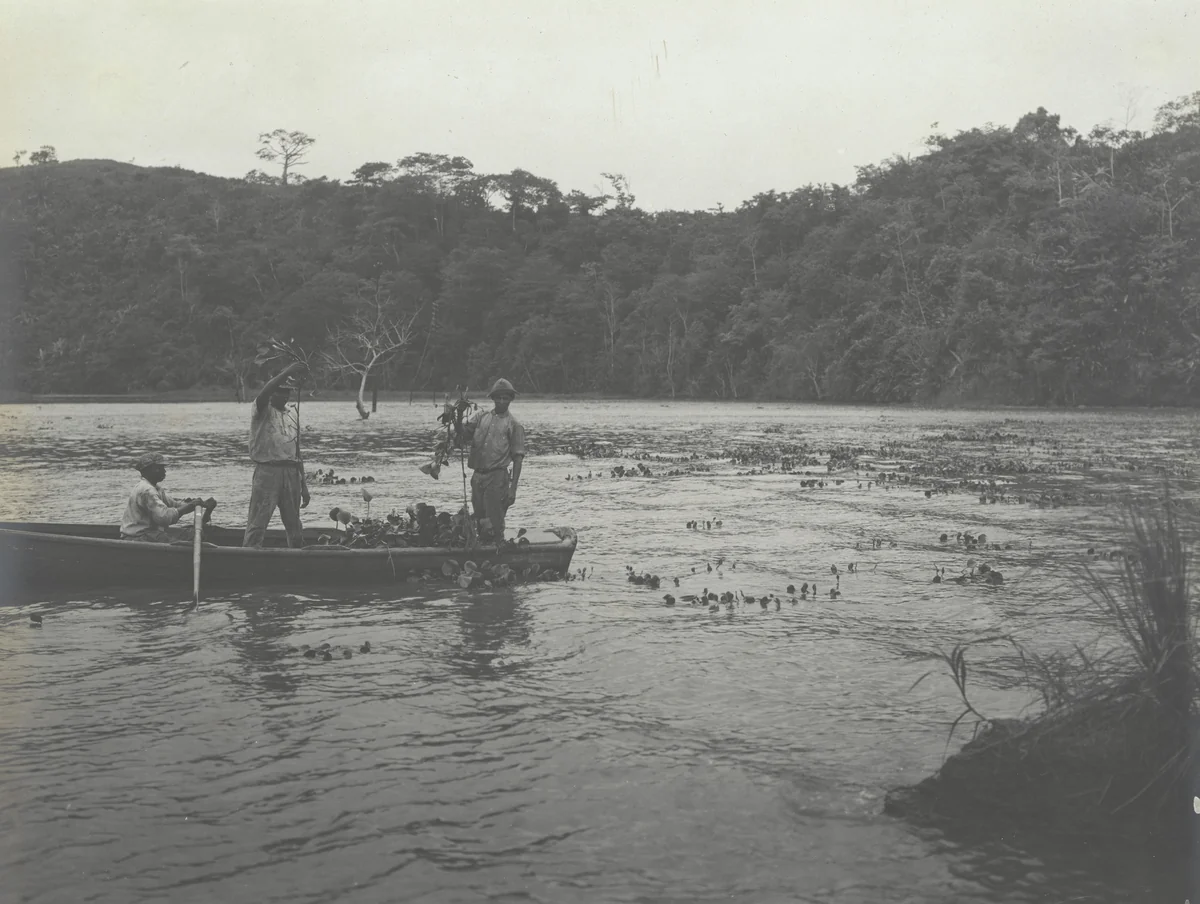 Water Hyacinths. Showing method of enterminating young plants by Unidentified Photographer, photograph, 1915