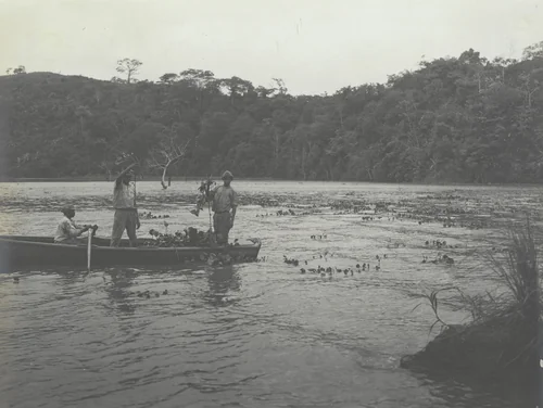 Water Hyacinths. Showing method of enterminating young plants by Unidentified Photographer, photograph, 1915