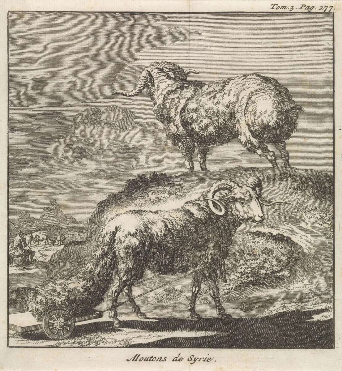 Syrische schapen of rammen by Jan Luyken, print, 1705