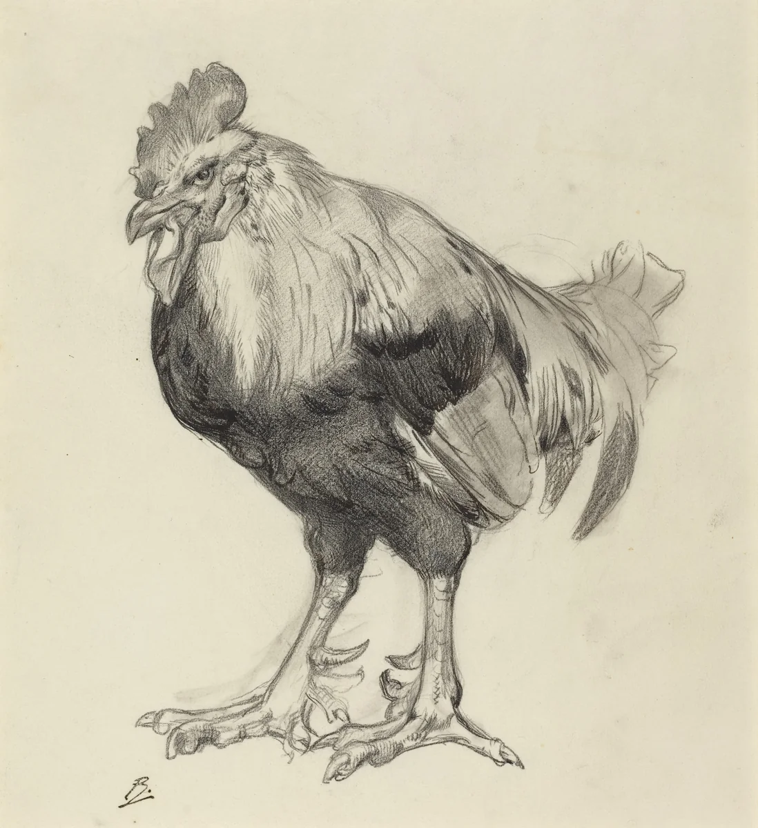 The Old Cock by Félix Bracquemond, drawing, 1877-1887