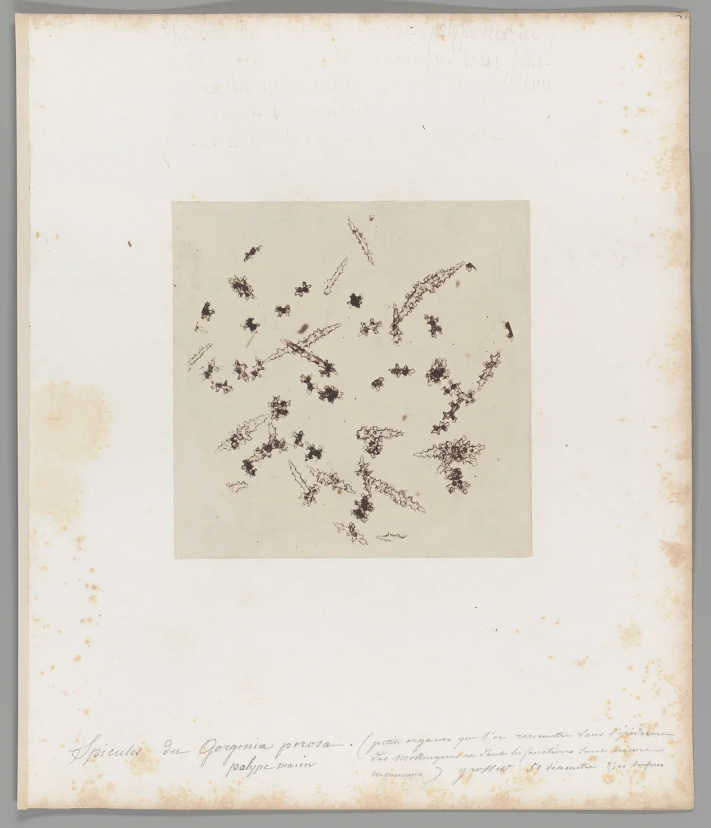 [Untitled] by Auguste-Adolphe Bertsch, photograph, 1853-1857