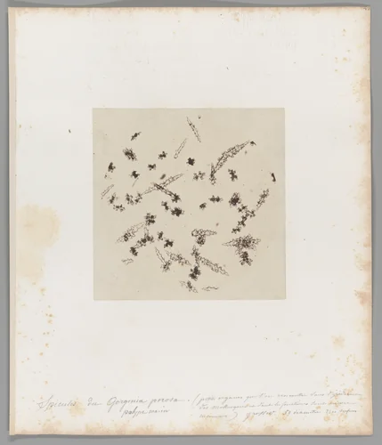 [Untitled] by Auguste-Adolphe Bertsch, photograph, 1853-1857