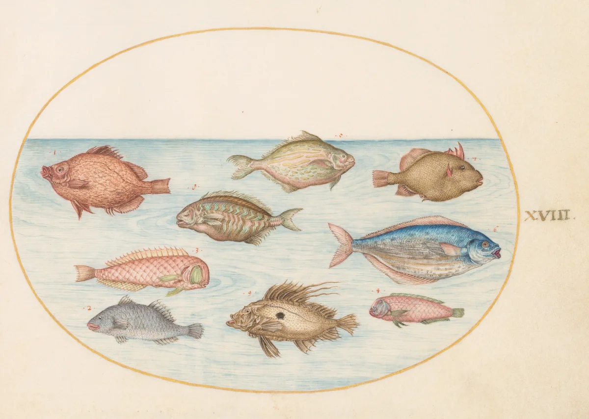 Plate 18: Boarfish, Razorfish, Butterfish, a John Dory, and Other Fish by Joris Hoefnagel, drawing, 1570-1599
