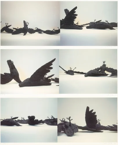 Jersey Crows by Kiki Smith, photograph, 1997