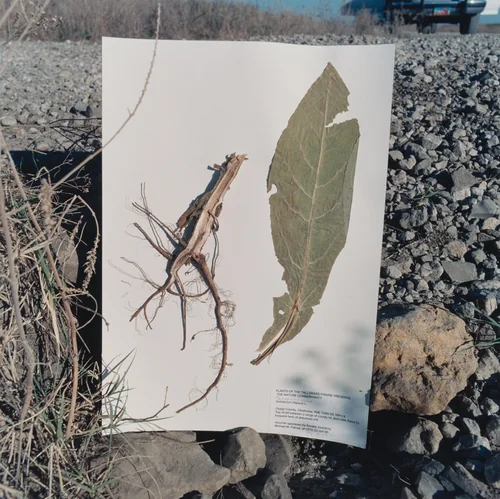 Verbascum thapsus, Common Mullein by Terry Evans, photograph, 1999
