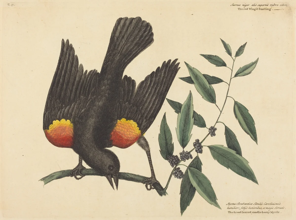 The Red Winged Starling (Oriolus phoeniceus) by Mark Catesby, print, 1754