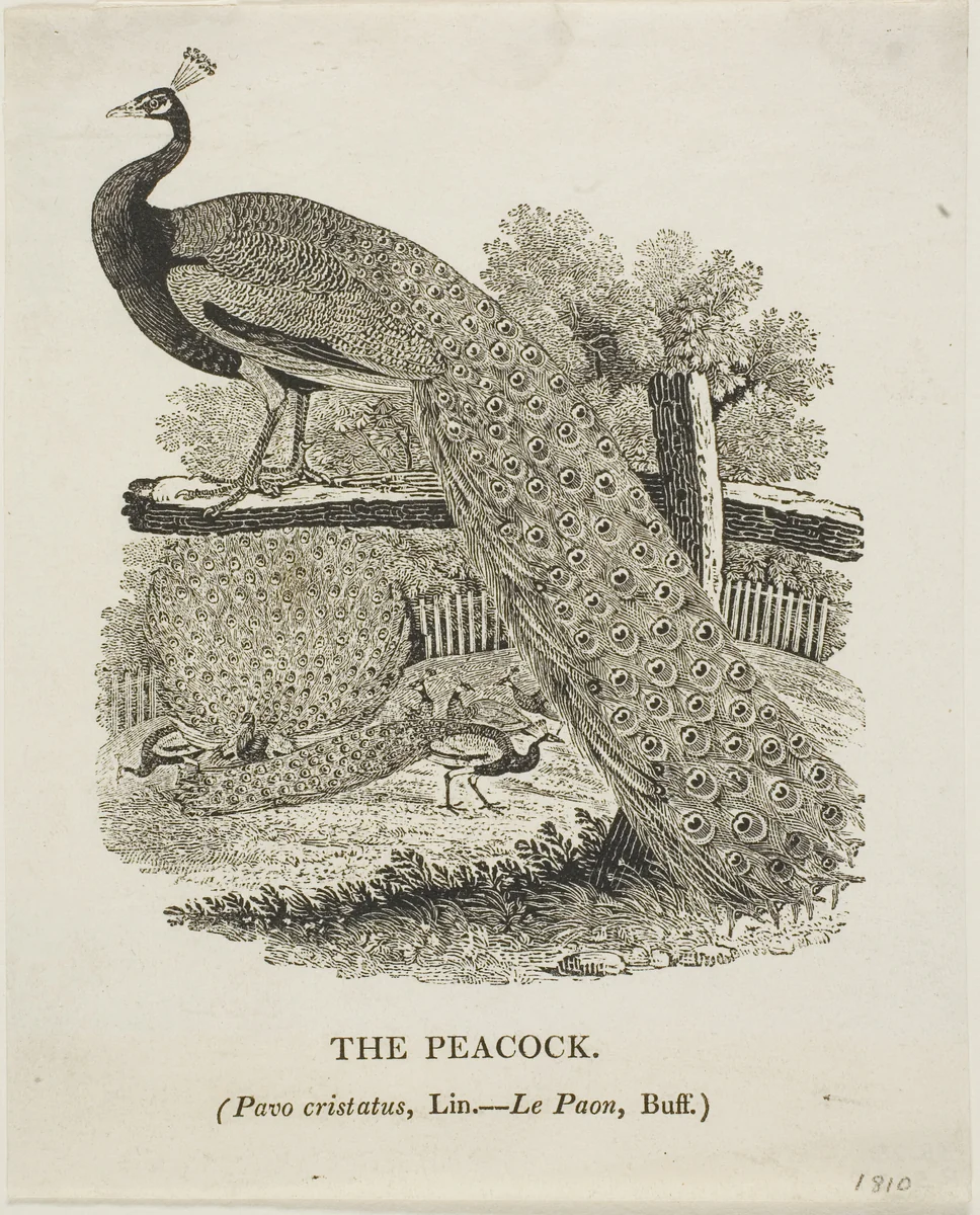 Peacock by Thomas Bewick, print, 1773-1828