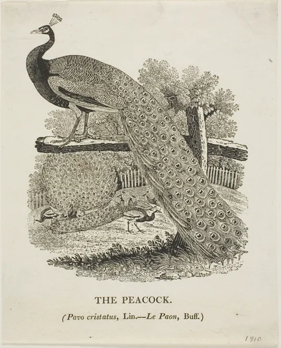 Peacock by Thomas Bewick, print, 1773-1828
