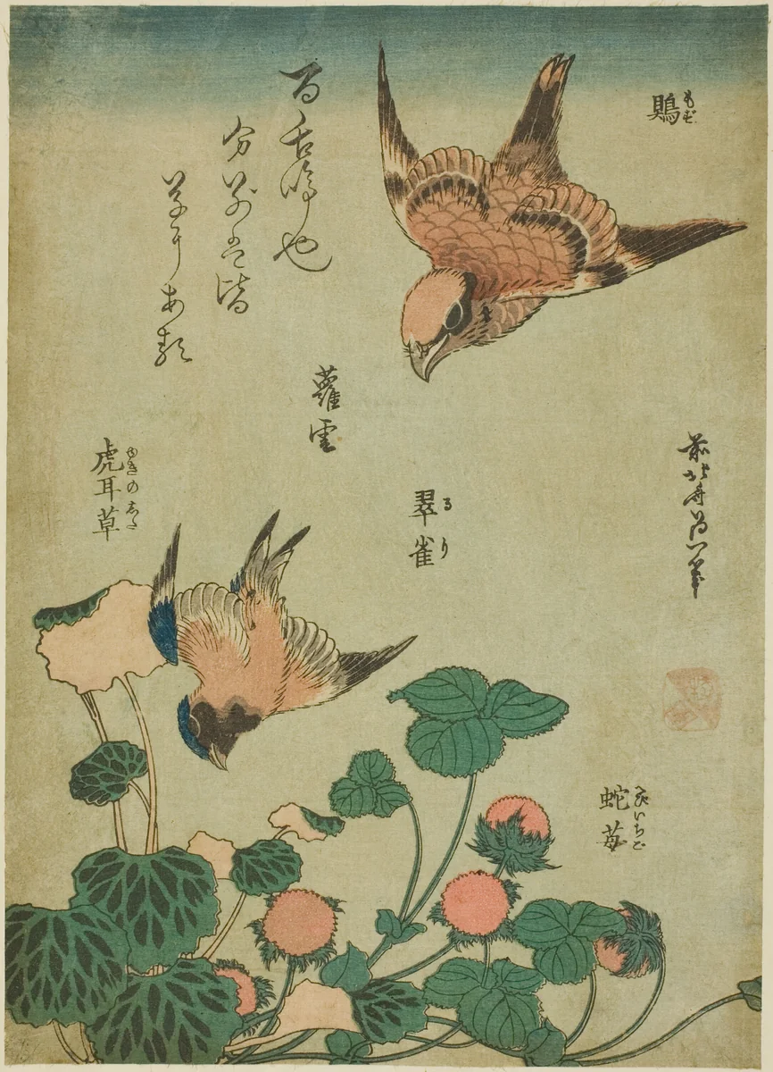 Bull-headed Shrike and Bluebird with Saxifrage and Wild Strawberry (Mozu, ruri, yukinoshita, hebi-ichigo), from an untitled series of flowers and birds by Katsushika Hokusai (葛飾 北斎), print, 1829-1839