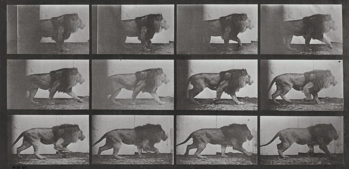 Plate Number 722. Lion walking by Eadweard Muybridge, photograph, 1887