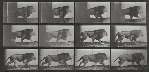 Plate Number 722. Lion walking by Eadweard Muybridge, photograph, 1887