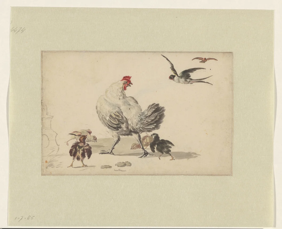 Twee zwaluwen en een hen met vier kuikens by Melchior d' Hondecoeter, drawing, 1646-1695